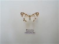 藏品(大花斑蝶燈蛾)的圖片